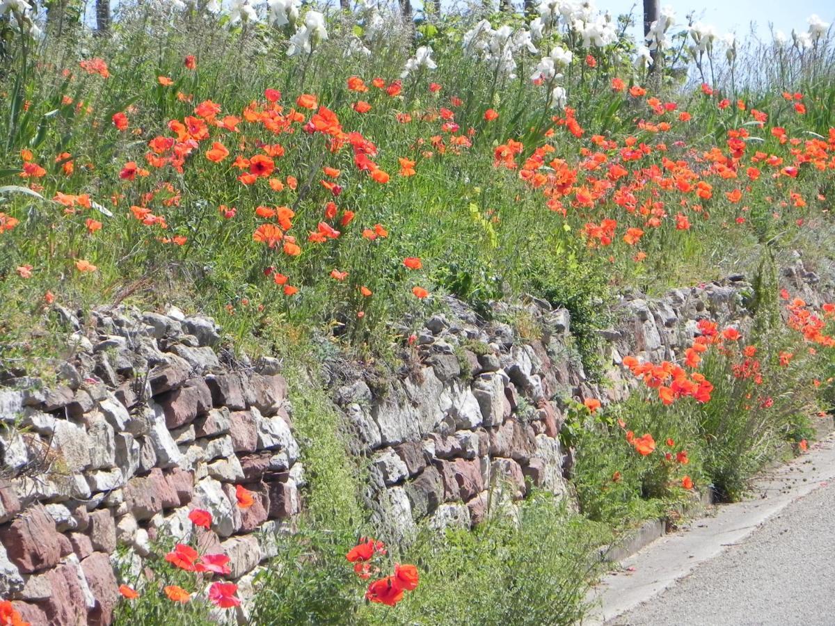Nid De Cigognes * Rosheim