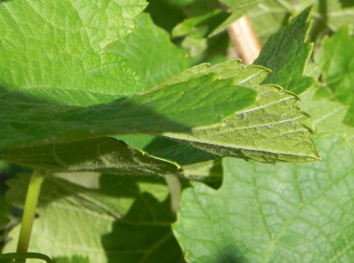 Nid De Cigognes * Rosheim