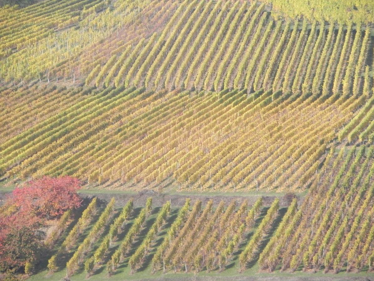 Nid De Cigognes